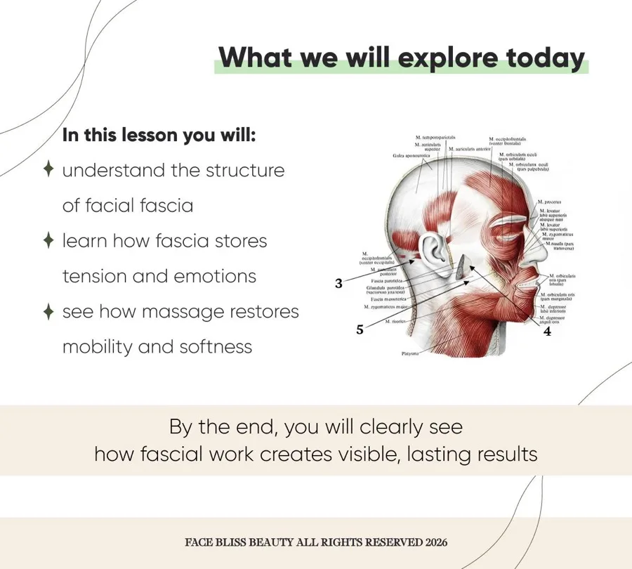 Lesson slide on facial anatomy